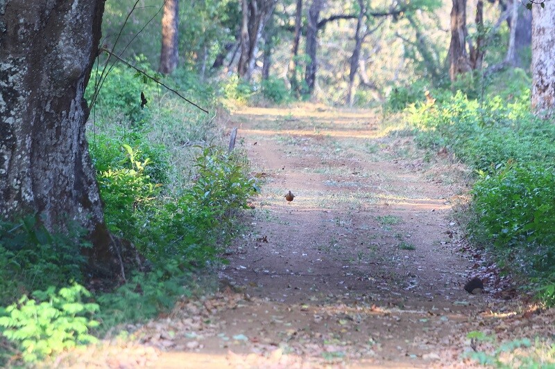 vacation-home-rentals-mudumalai-bandipur