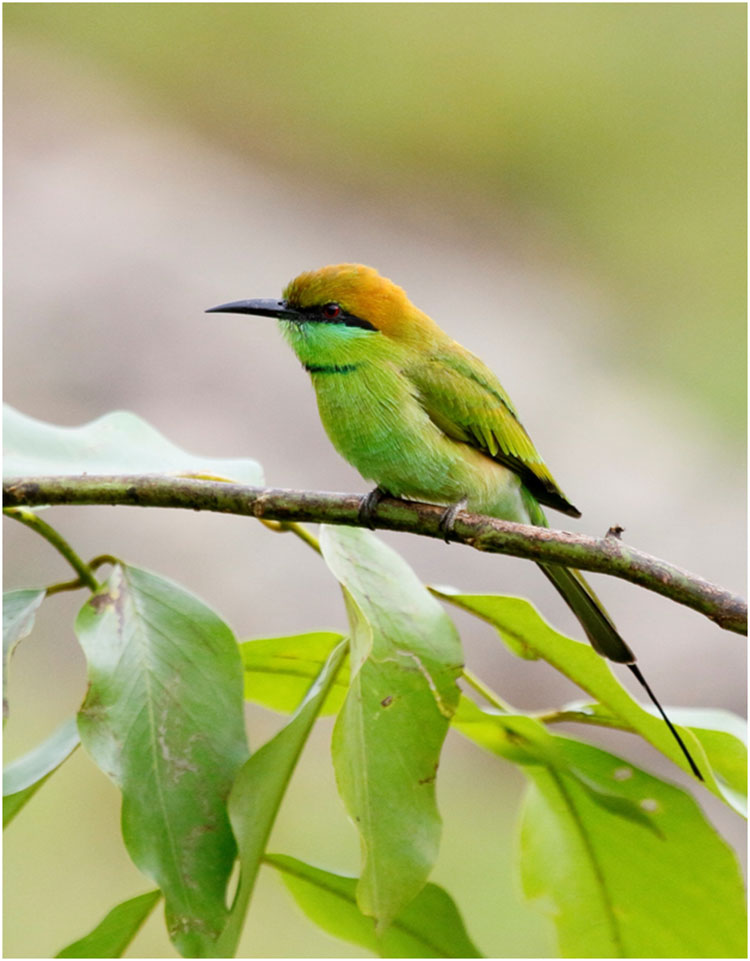 Birdwatching in Masinagudi Resorts 