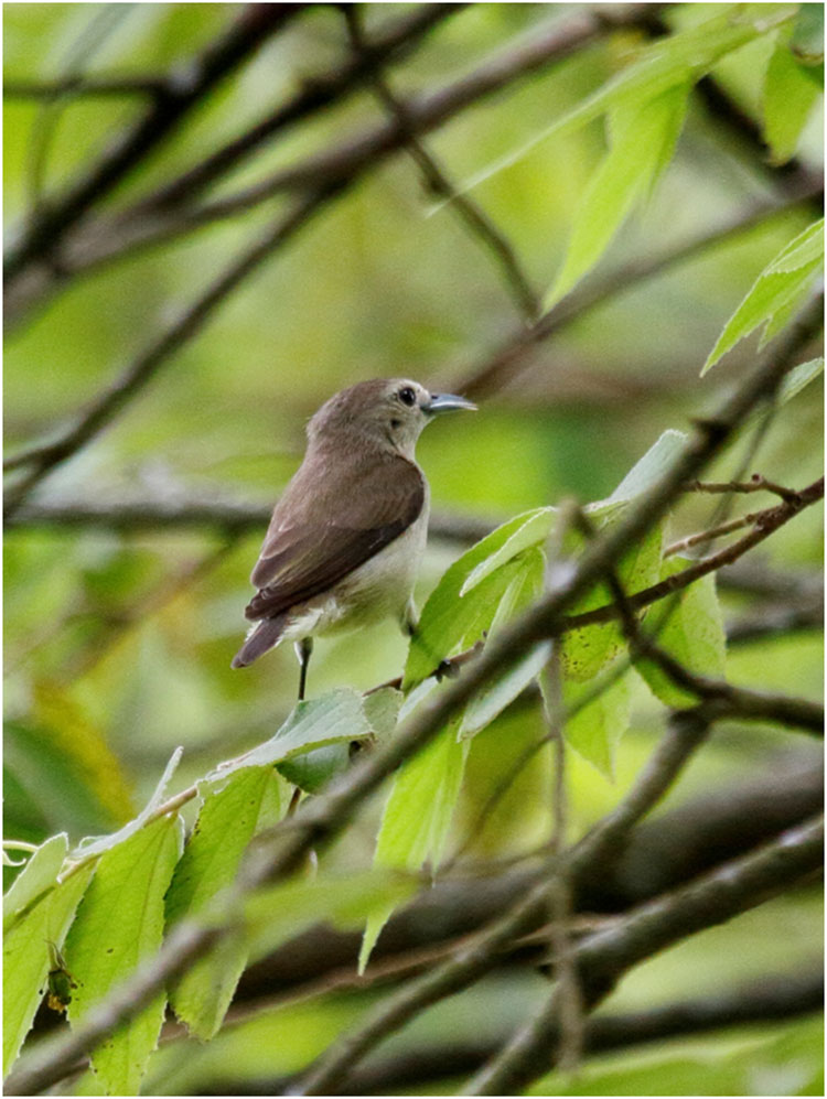 Birds of Bandipur Tiger Reserve