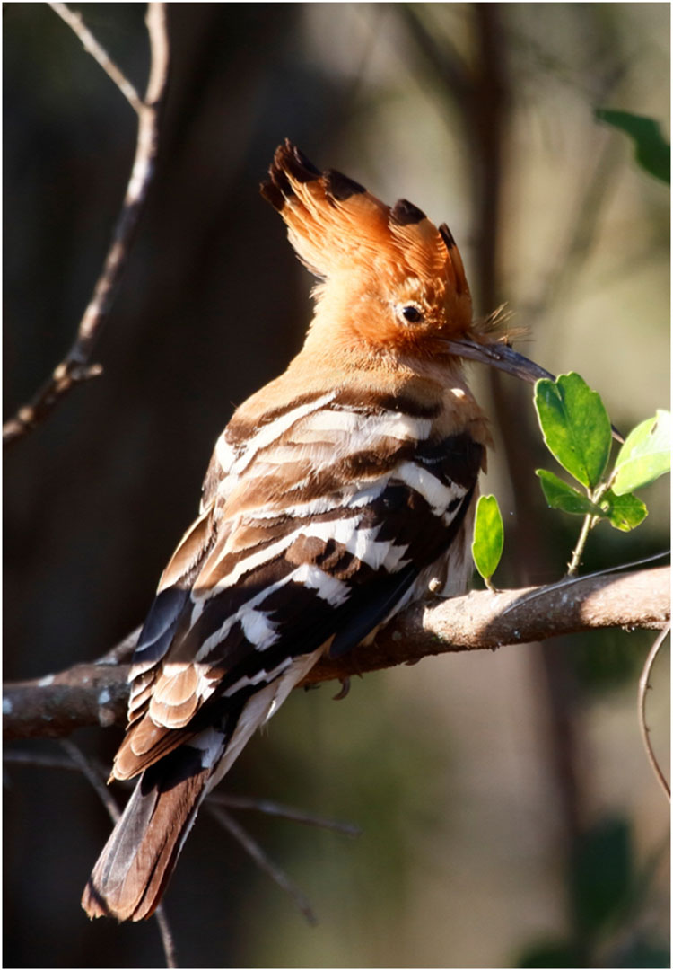 Birds of Mudumalai