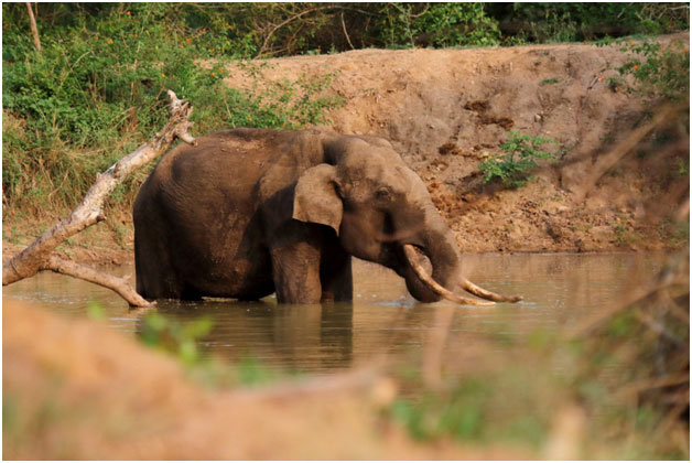 Bandipur safari