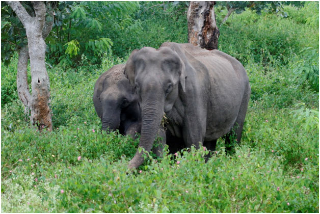 Guidelines For Bandipur and Mudumalai Safari 