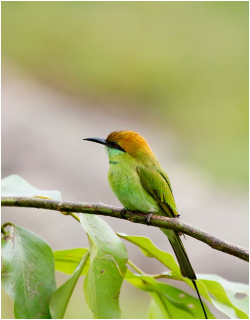 Rules To Follow During a  Jungle Safari at Bandipur and Mudumalai 