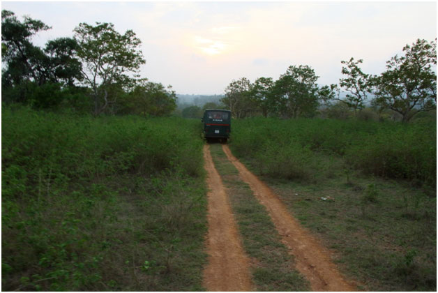 Why It’s Important to Remain Silent During Safari?