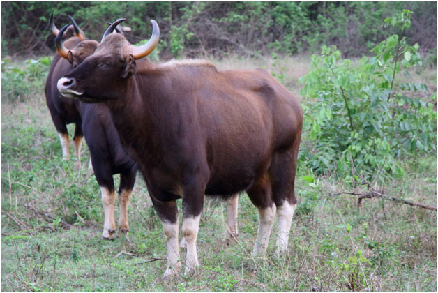 Animals Reptiles and Birds You are likely to sight during your safari at Bandipur 