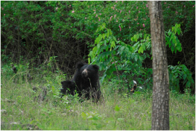 Love Wildlife? Wondering Where in India you can Spot your Favorite Species?