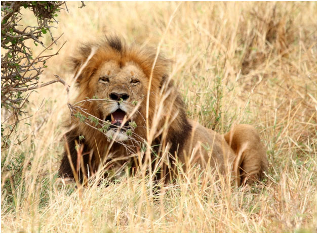 Where in India Can Lions Be Sighted? 