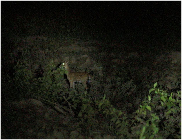 Nocturnal Wildlife Of Bandipur And Mudumalai 