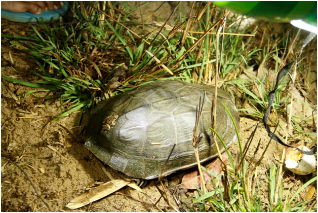 Tracking nocturnal wildlife