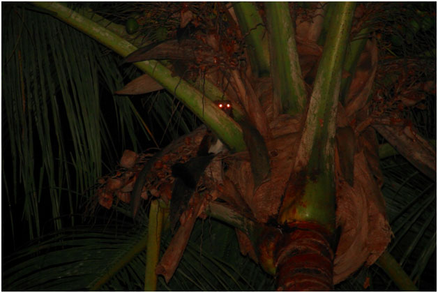 nocturnal Animal  sounds you are likely to here at Deepjungle Resort Mudumalai