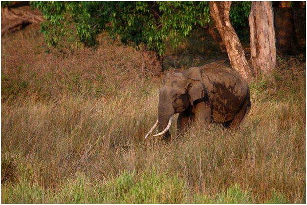 Top 5 Elephant Reserves in India