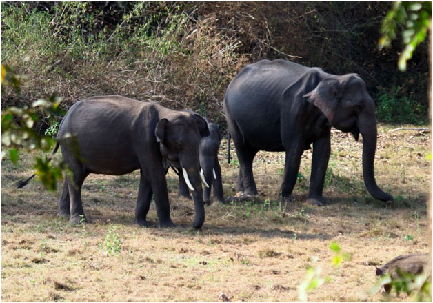 Majestic Giants: The Elephants of Mudumalai National Park