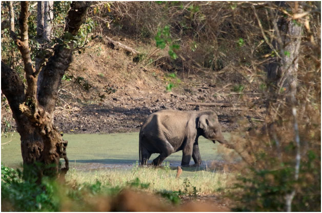 Elephant Population in India