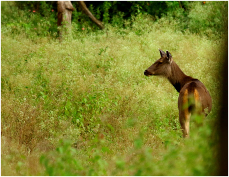 Getting to Bandipur National Park