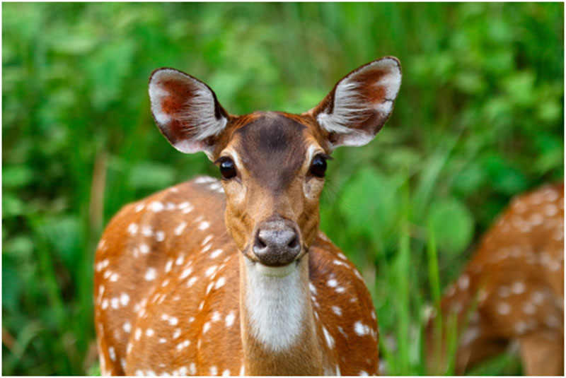 Bandipur Tourist Places