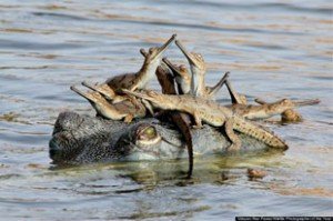 Young Indian Wildlife Photographer Won The Best Wildlife Photographer Award