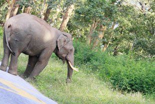 Rejuvenation camp For The Elephants Held At Mudumalai