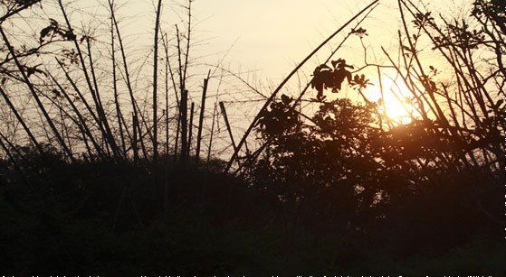 Rejuvenation camp For The Elephants Held At Mudumalai