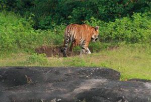 Bandipur Tigers will Get Adhar Cards in 2014