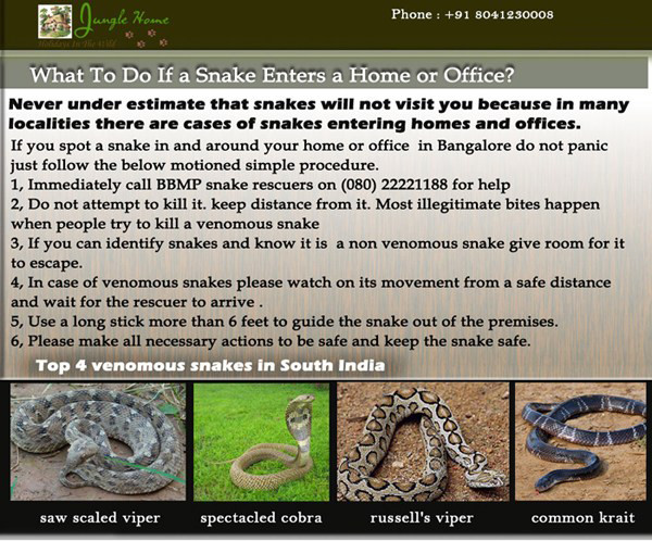 What To Do If a Snake Enters a Home or Office ?