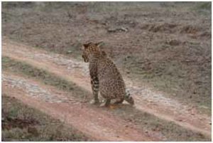 Leopard marking territory using urination