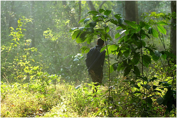 walking into a forest