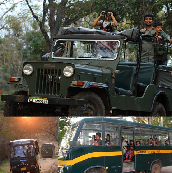 Van safari At Mudumalai and Bandipur.