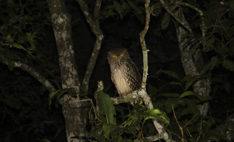 Nocturnal Nature Watch