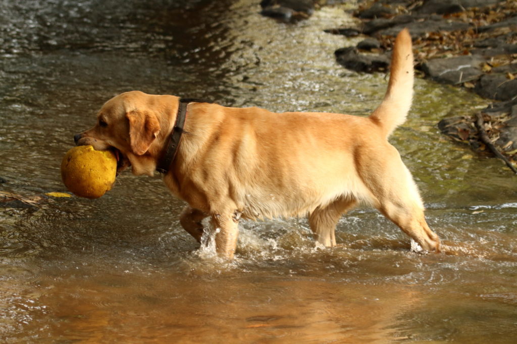 Pet Friendly resort in bandipur