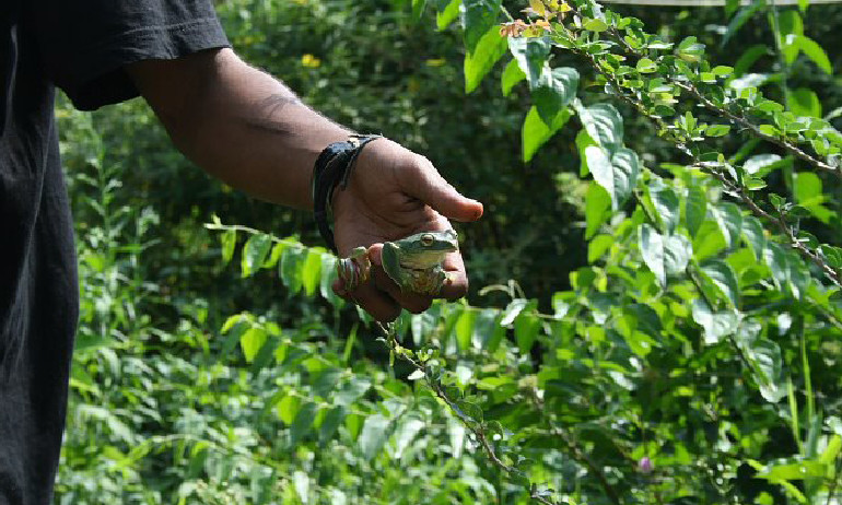 Nature Walk