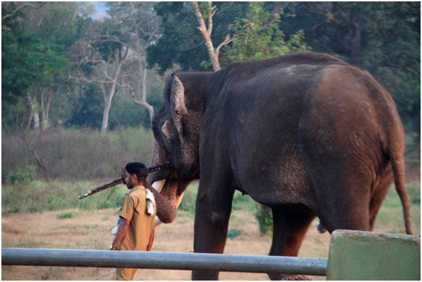 Elephant Feeding Camp