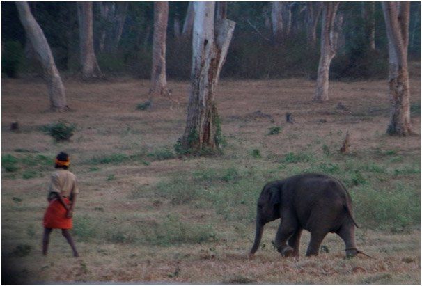 The discipline of the camp elephants are mind blowing