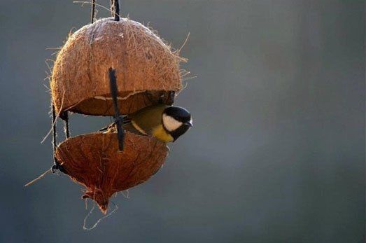Waste Coconut shell made into a bird house