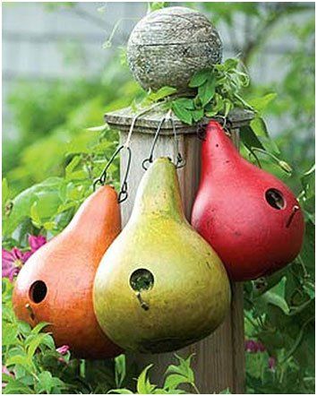 Dry Gourd can be used as a bird house