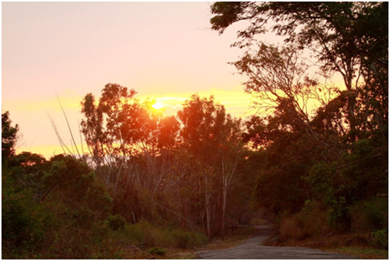 Sunset at Masinagudi