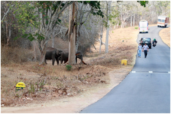 Tourists getting down from the vehicle and walking near the elephant to take pictures
