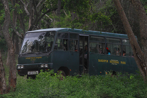 bandipur jungle safari