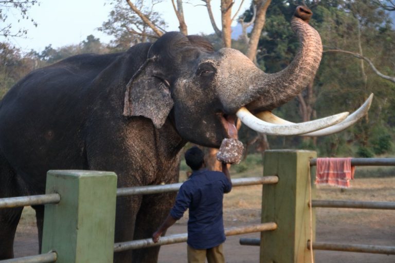 mudumalai jungle safari