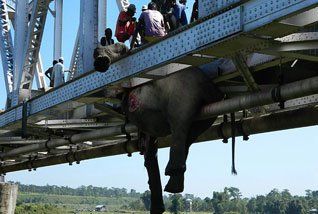 Elephant killed by train