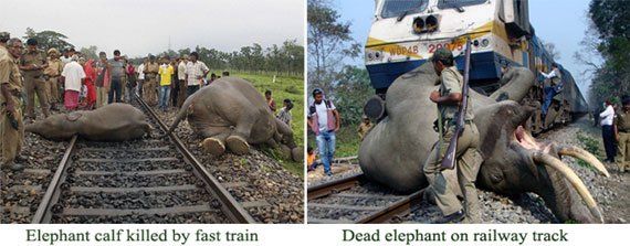 Elephant killed by train