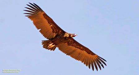 vulture01