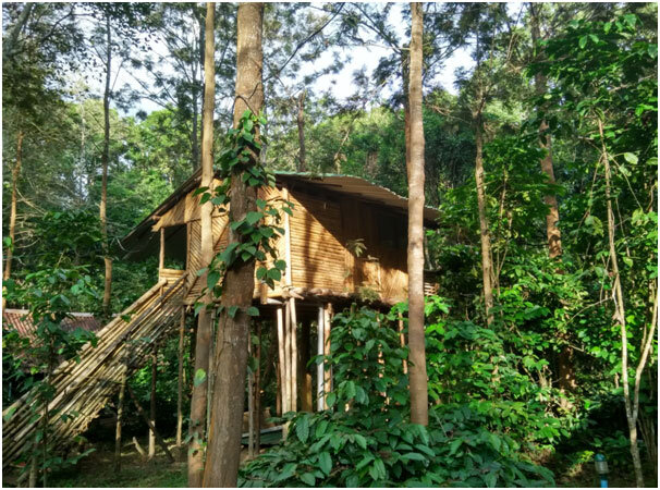 Tree House In Bandipur Booking