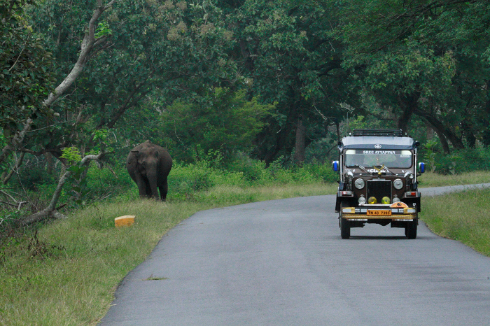 mudumalai private safari