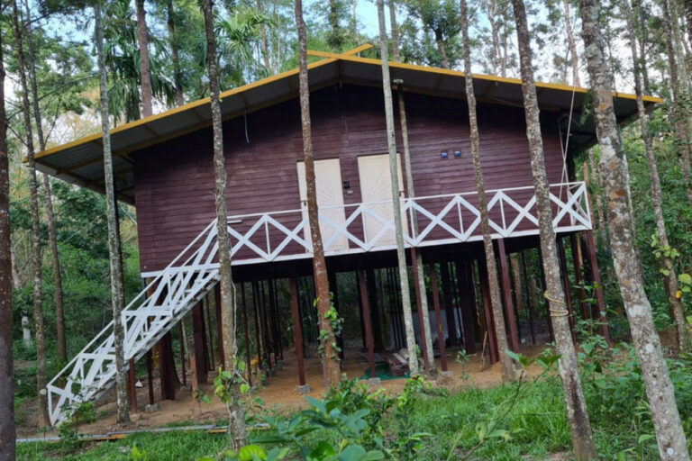 Home | Deep Jungle Home