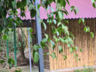Bamboo hut Room Booking Masinagudi